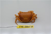 藏品(黃灰澤蟹)的圖片